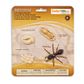 Safari Ltd Life Cycle Of An Ant Safariology