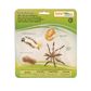 Safari Ltd Life Cycle of a Mosquito