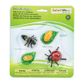 Safari Ltd Life Cycle Of A Ladybug Safariology