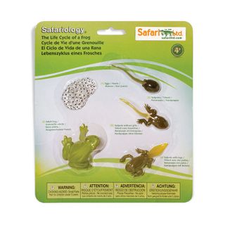 Safari Ltd Life Cycle Of A Frog Safariology