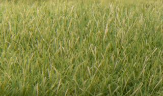 Woodland Scenics 7mm Static Grass MediumGreen