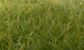 Woodland Scenics 12mm Static Grass DarkGreen