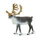 Safari Ltd Caribou North American Wildlife