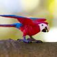 Safari Ltd Green-Winged Macaw Wings OfThe World