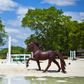 Safari Ltd Tennessee Walking Horse