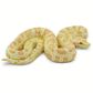 Safari Ltd Albino Burmese Python Incredible Creatu