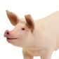 Safari Ltd Large White Pig
