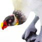 Safari Ltd King Vulture Wings Of The World