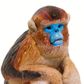 Safari Ltd Snub Nosed Monkey