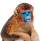 Safari Ltd Snub Nosed Monkey Wild Safari Wildlife