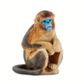 Safari Ltd Snub Nosed Monkey