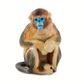 Safari Ltd Snub Nosed Monkey