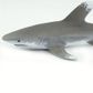 Safari Ltd Ocean Whitetip Shark