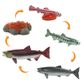 Safari Ltd Life Cycle Of A Salmon