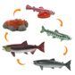 Safari Ltd Life Cycle of a Salmon