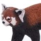 Safari Ltd Red Panda