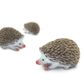 Safari Ltd Hedgehogs