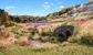 Woodland Scenics Brown Tipped Prairie Grass