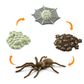 Safari Ltd Life Cycle Of A Spider