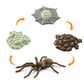 Safari Ltd Life Cycle of a Spider