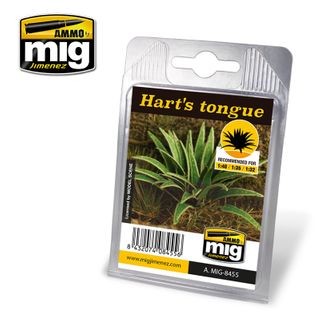 Ammo Hart's Tongue Plant