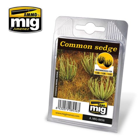 Ammo Common Sedge Plant