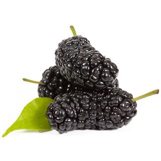 Mulberry Australian 10Kg