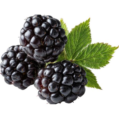 Organic Blackberries 10kg Bulk