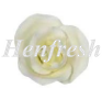 SI Medium Single Rose White 5 cm 15pce