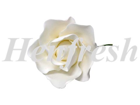 SI Single Sugar Damask Rose Small White (25)