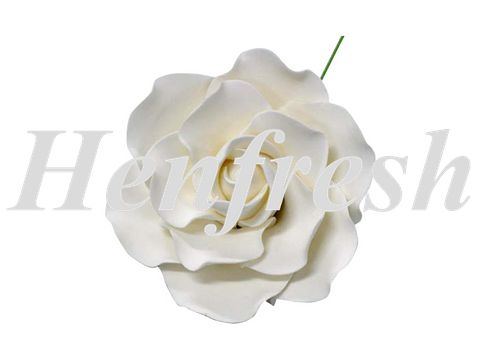 SI Single Sugar Damask Rose Medium White (9)