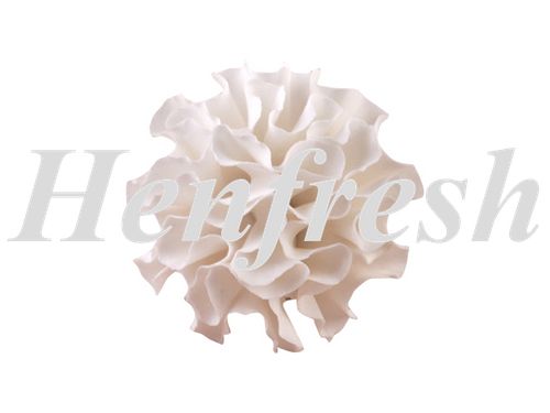 SI Single Medium Carnation White 4cm (32)