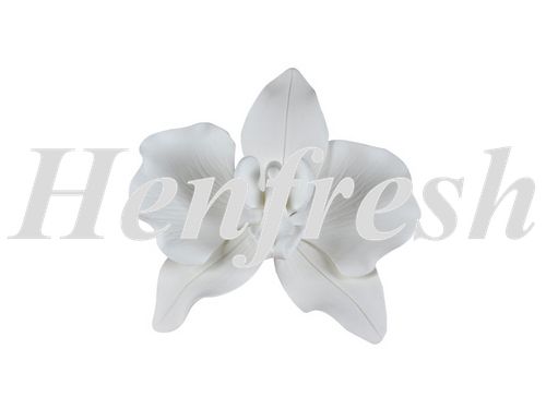 SI Phalaenopsis Orchid Small White 16