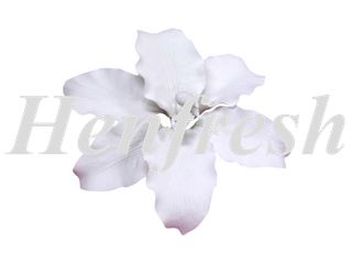 SI Single Stargazer Lily White 8