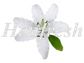 SI Single Stargazer Lily White 8