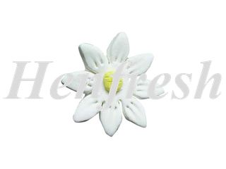 SI KCM Flat Daisy White (120)