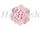 SI Single Sugar Damask Rose Large Pink (9)