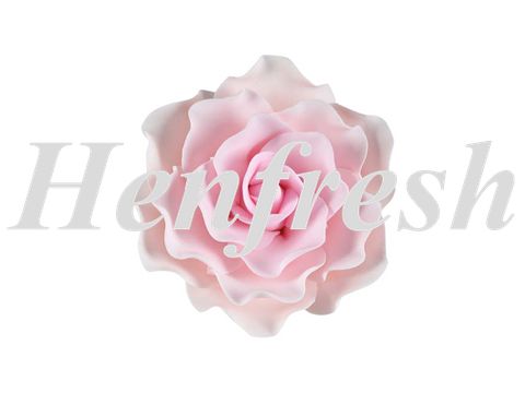 SI Single Sugar Damask Rose Large Pink (9)