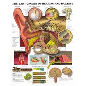 CHART EAR