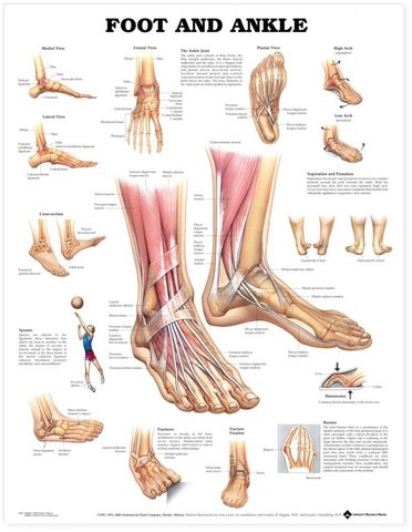 CHART FOOT AND ANKLE
