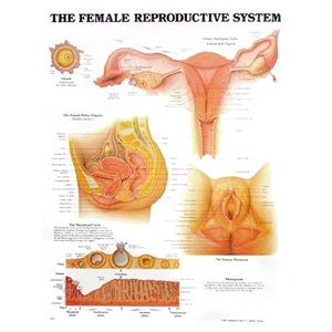 CHART FEMALE REPRODUCTIVE SYSTEM