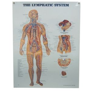 CHART LYMPHATIC SYSTEM