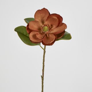 Light Brown Magnolia on Stem