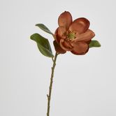 Light Brown Magnolia on Stem