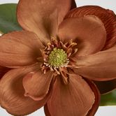 Light Brown Magnolia on Stem