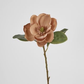 Beige Magnolia on Stem