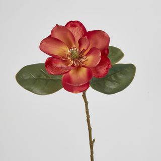 Coral Magnolia on Stem