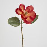 Coral Magnolia on Stem