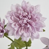 Lavender Chrysanthemum Spray x 3