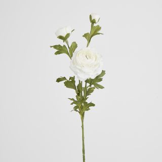 White Ranunculus Spray x 3